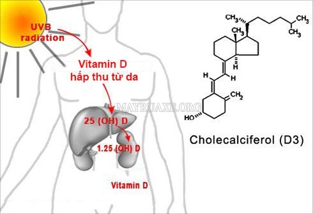 tia uv giúp cơ thể hấp thụ Vitamin D